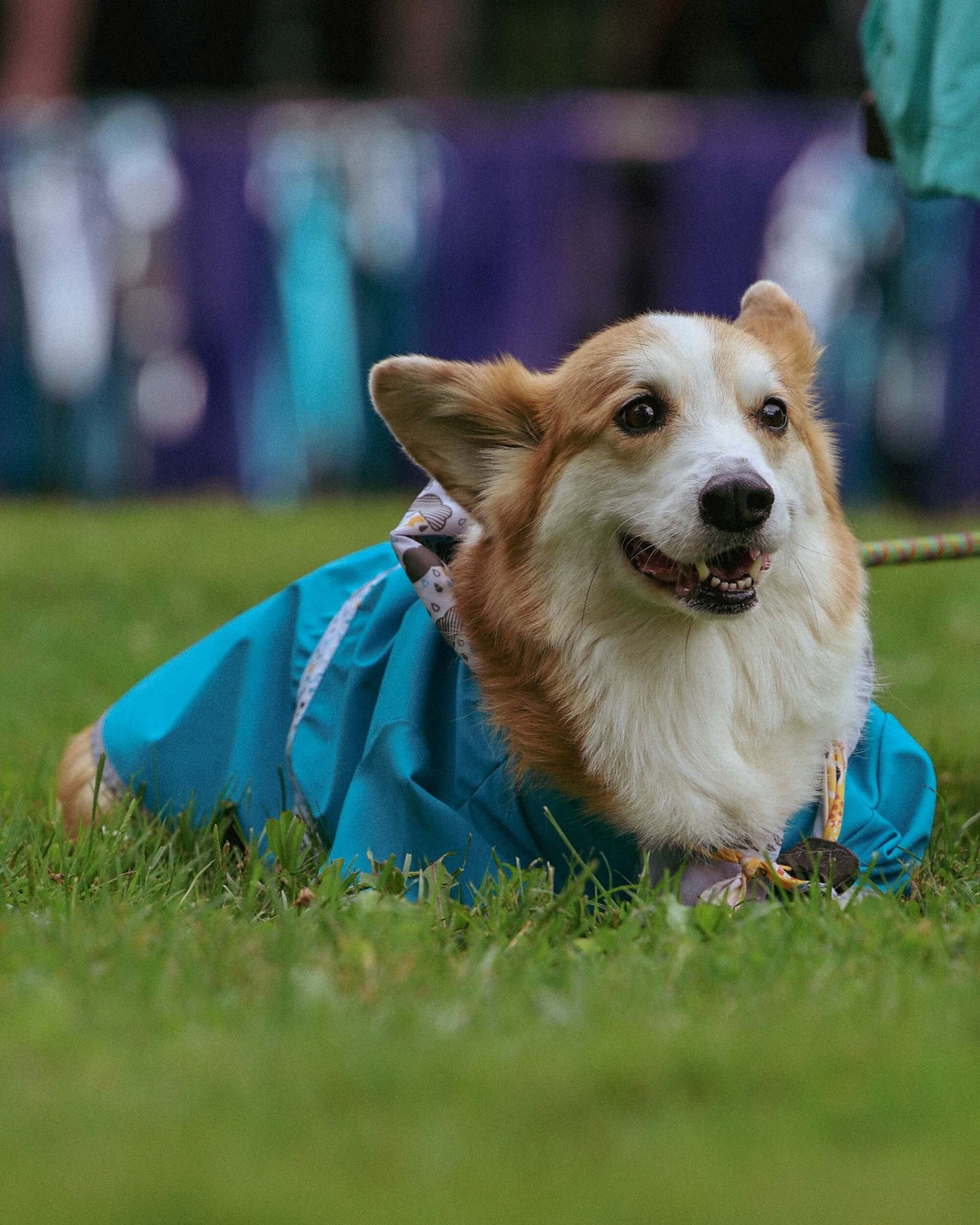 Blueberry Fest2026 33