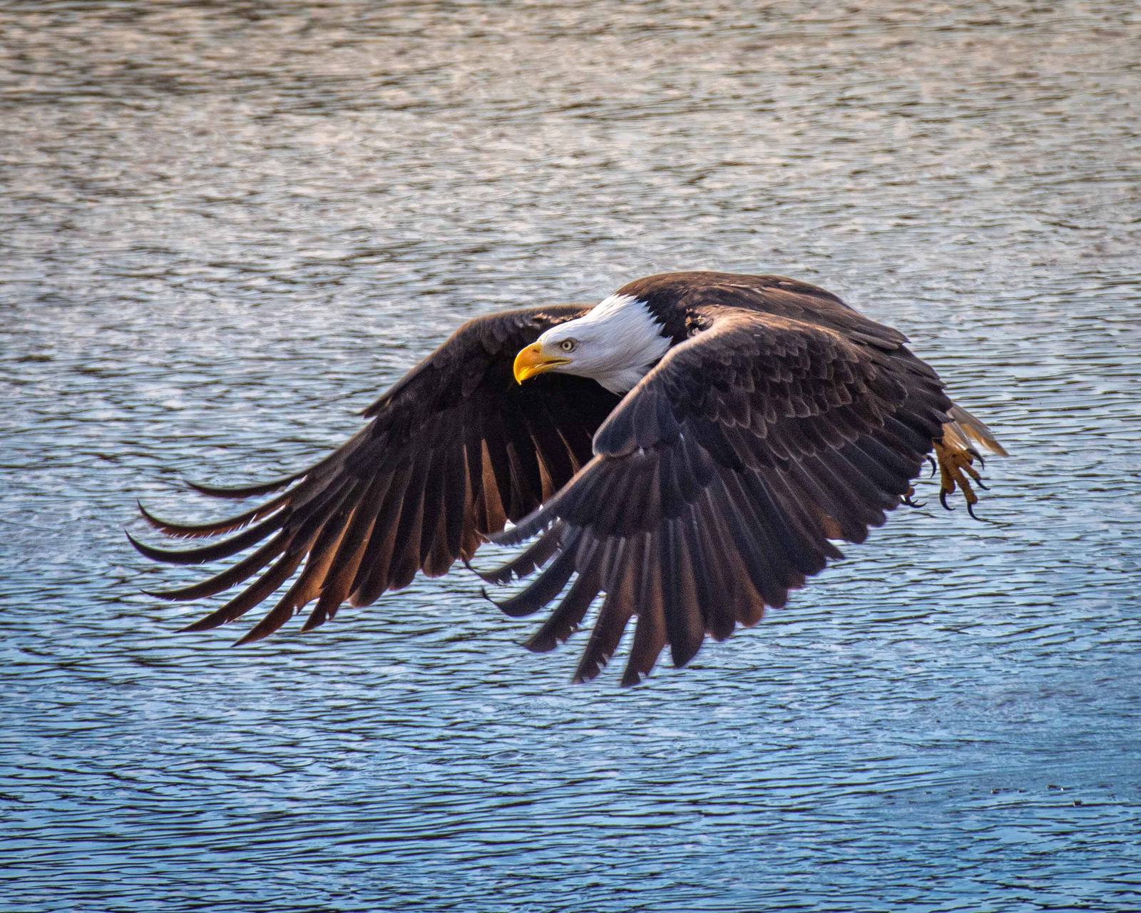Bald eagle 01