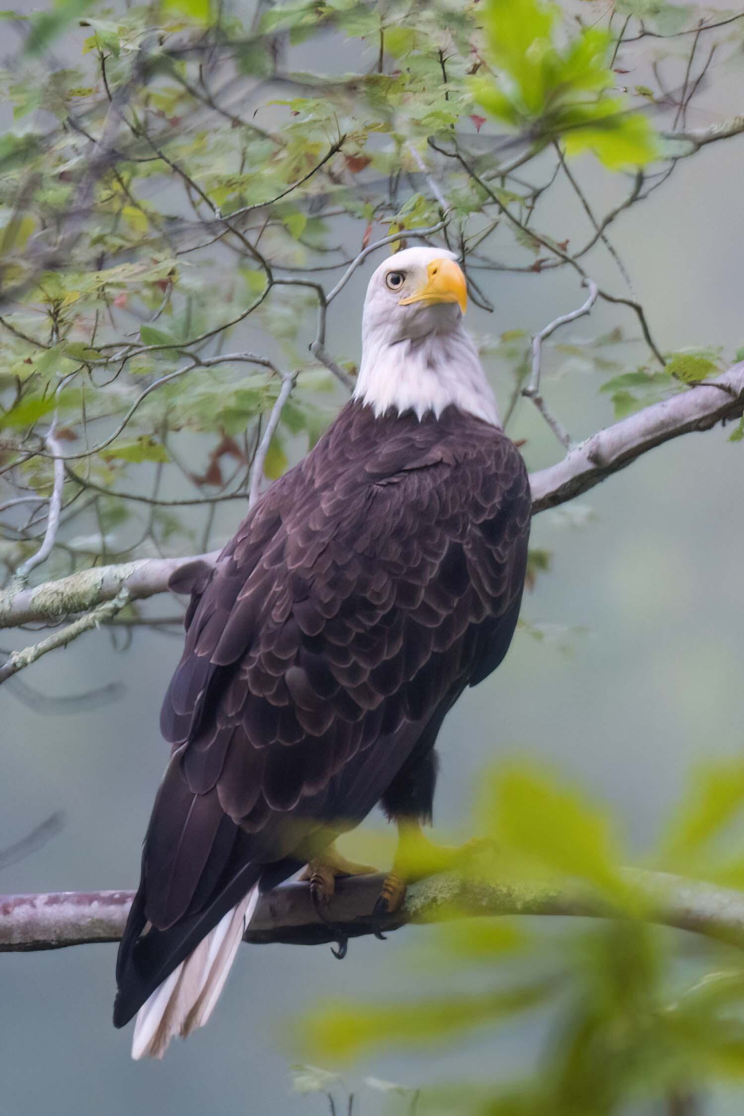 Bald eagle 4