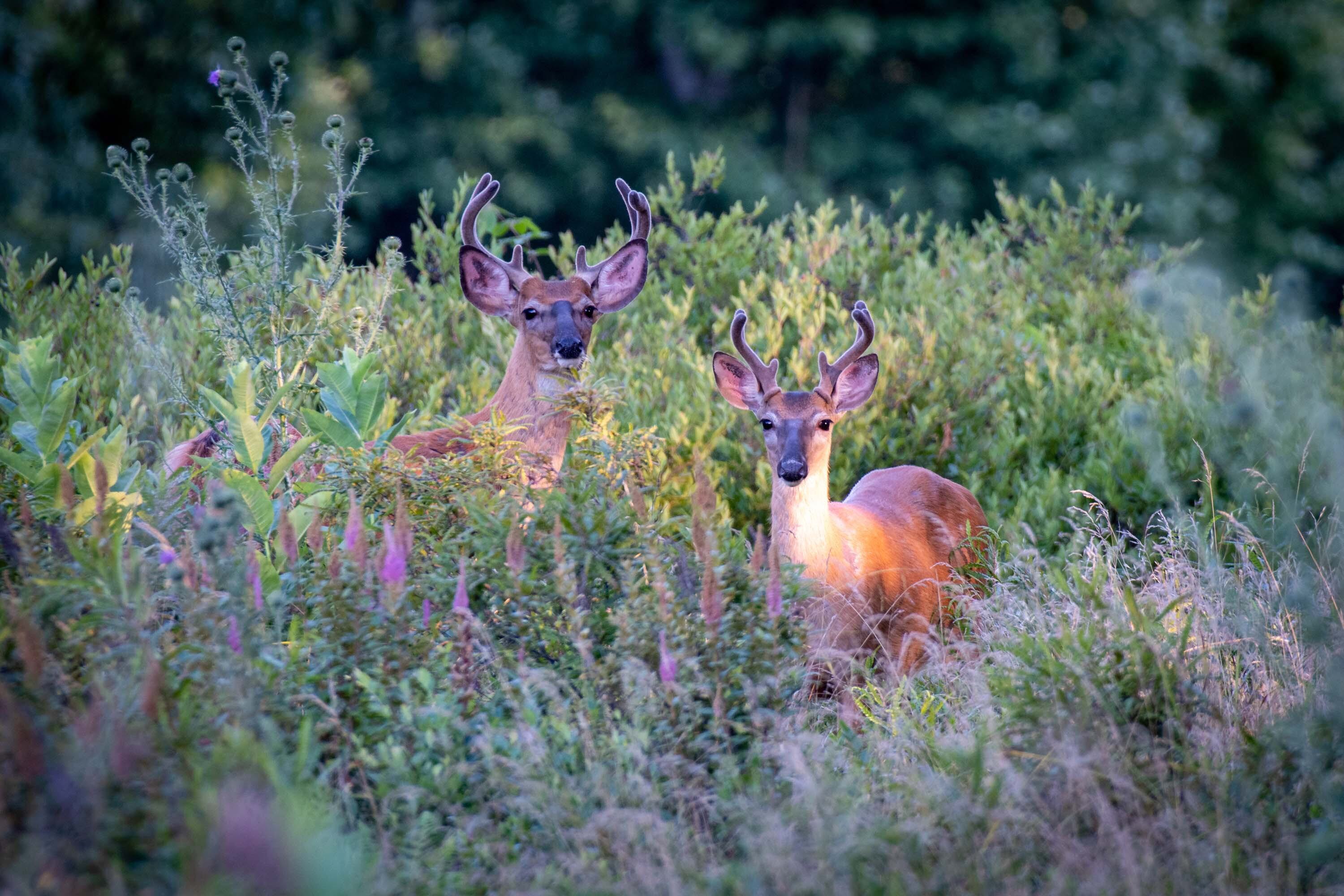 Deer 0803