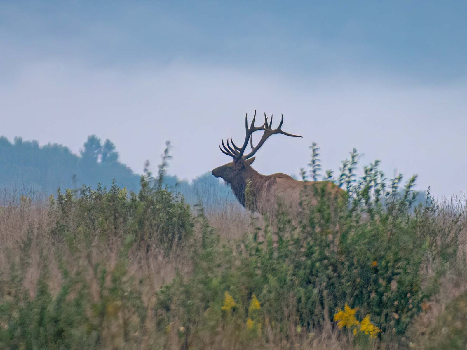 Elk 03