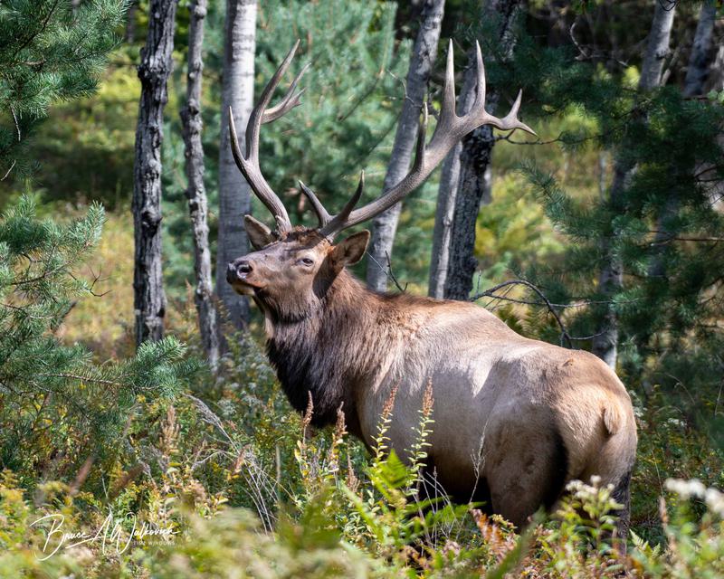 Elk 04