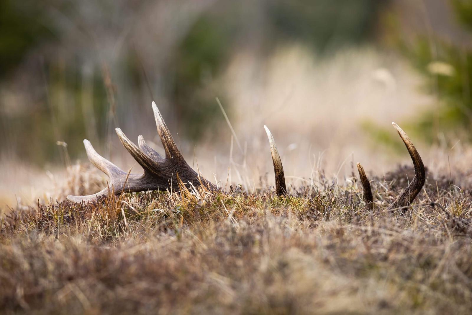 https://elk-tail.transforms.svdcdn.com/production/images/elk-antler-shed-hunt.jpg?w=2560&h=1707&auto=compress%2Cformat&fit=crop&dm=1789262333&s=d29629f41537b0bdd9472b5932895ed8