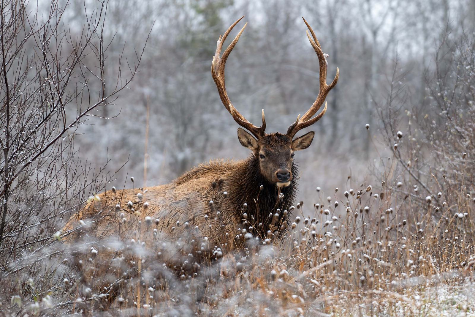 Elk winter 02