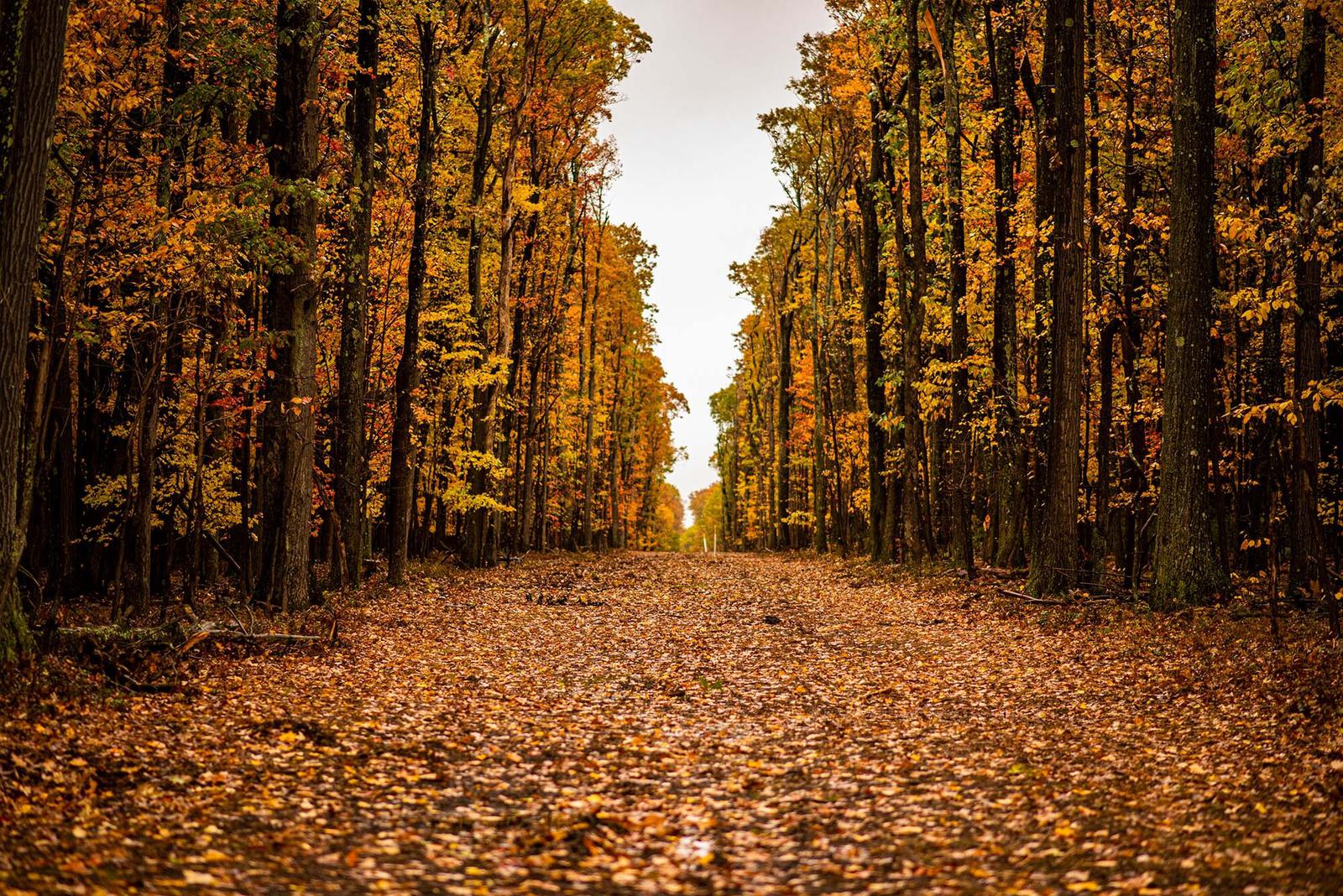 Fall leaves road 01 2000