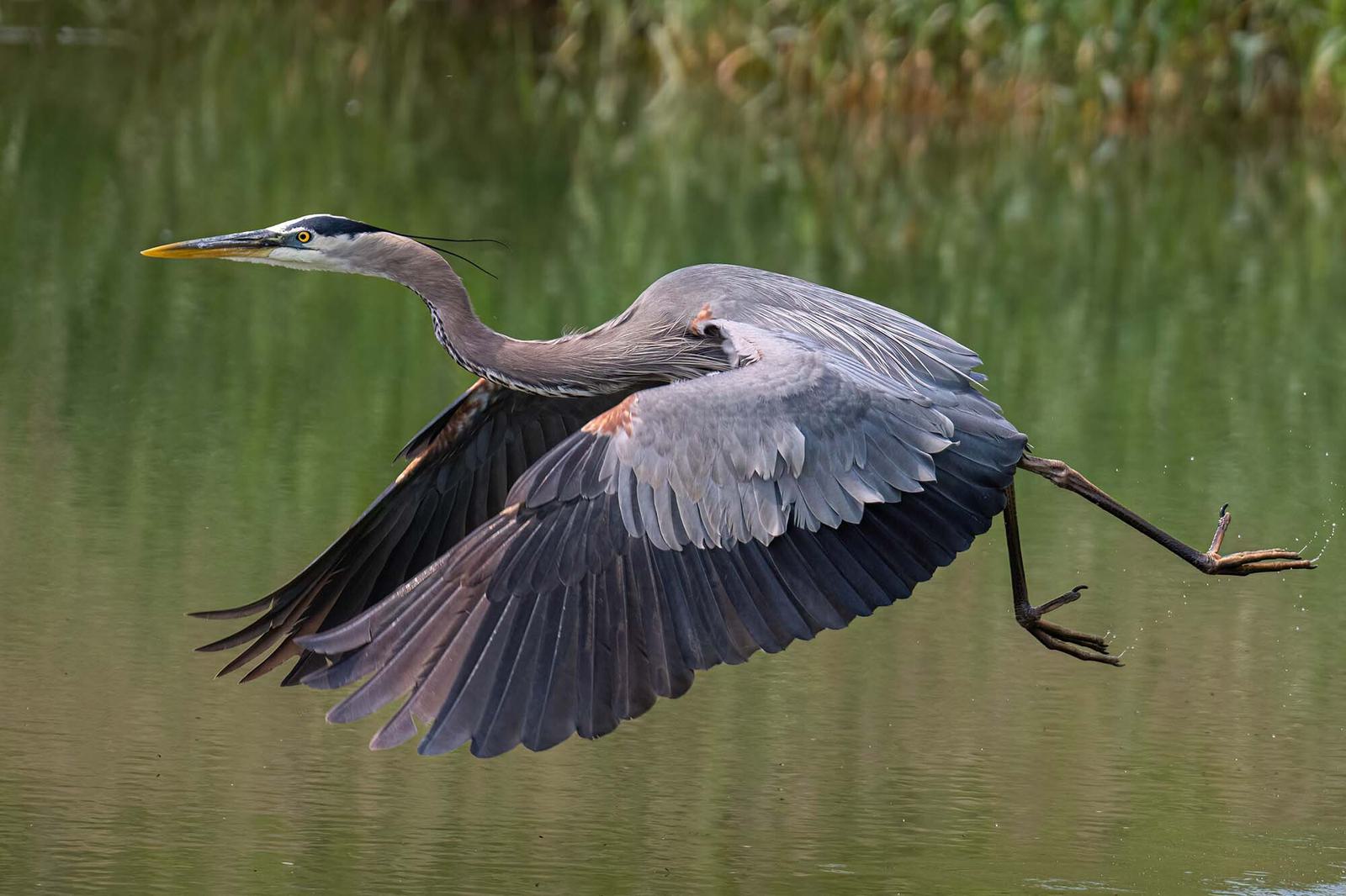 Heron 01