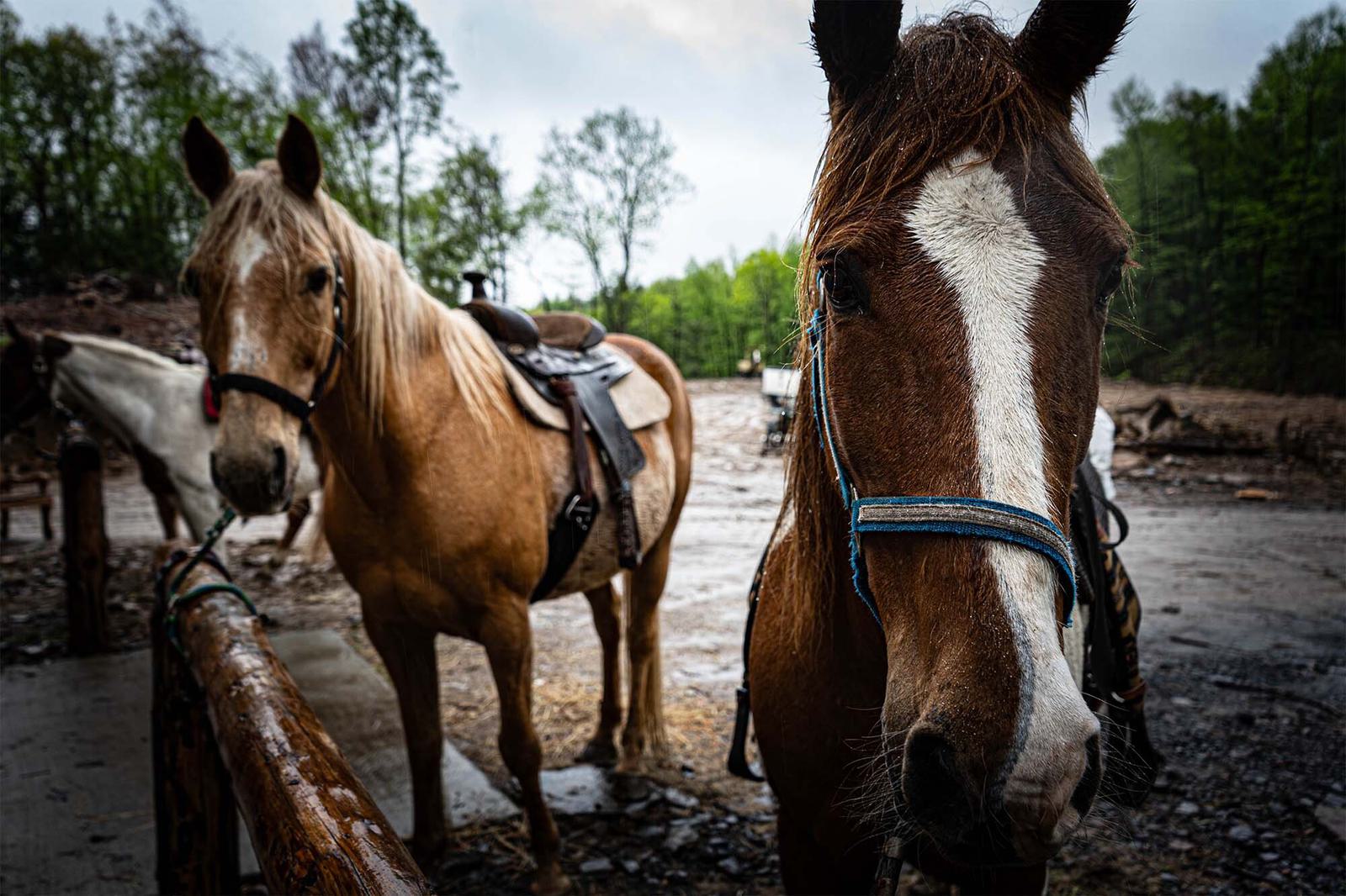 Horses 01
