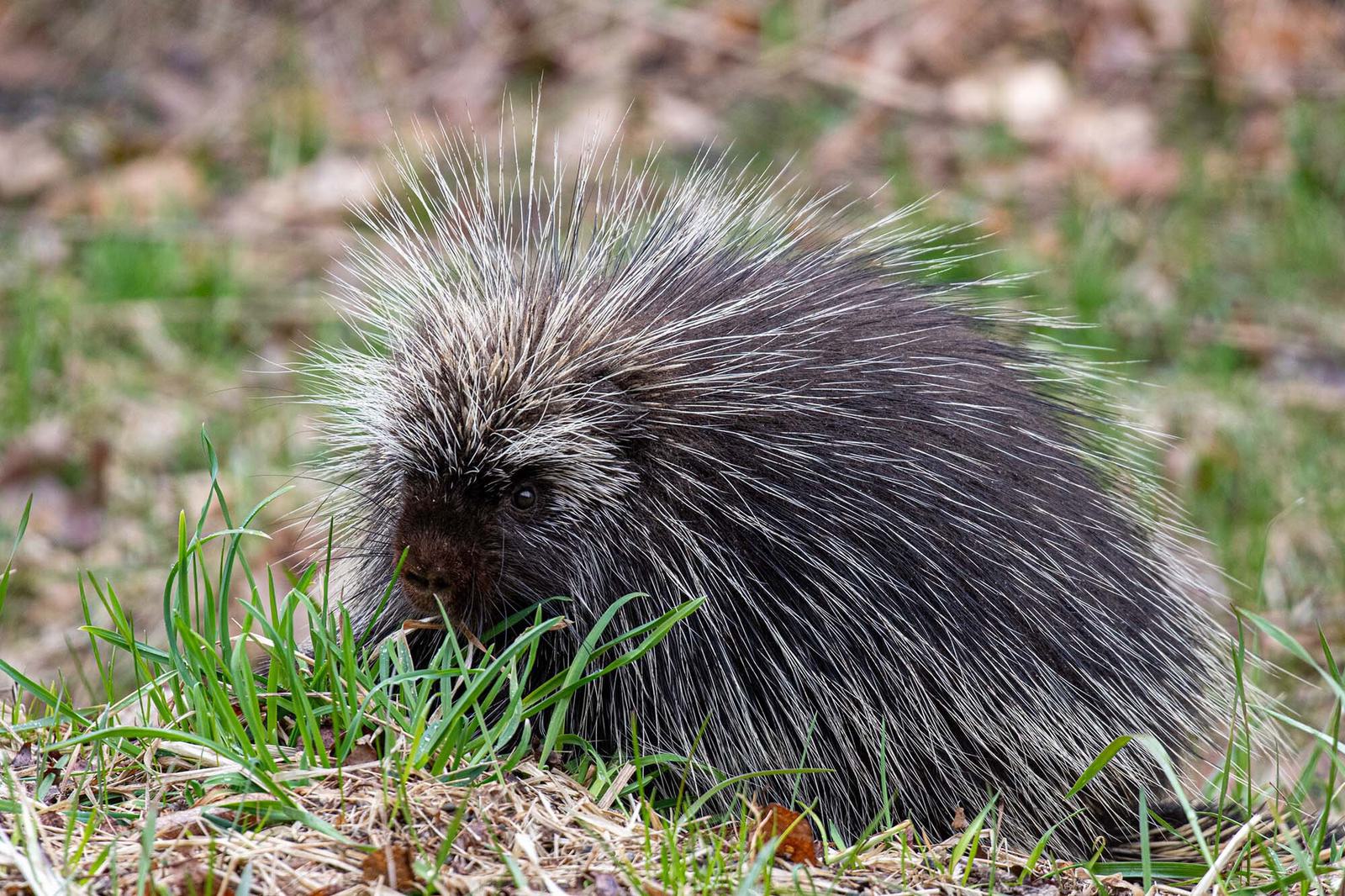 Porcupine 04112022 04