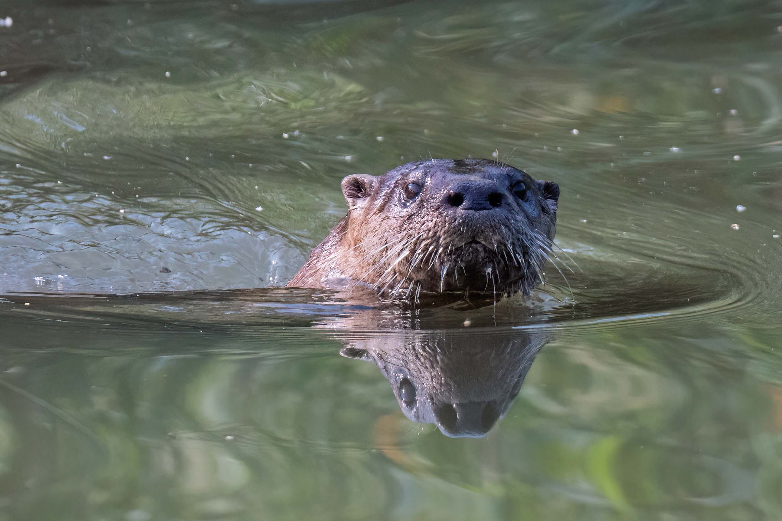 River otter 01